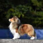 Mountain Luckbag's "Solo"