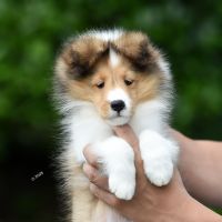Luckbag's Kai